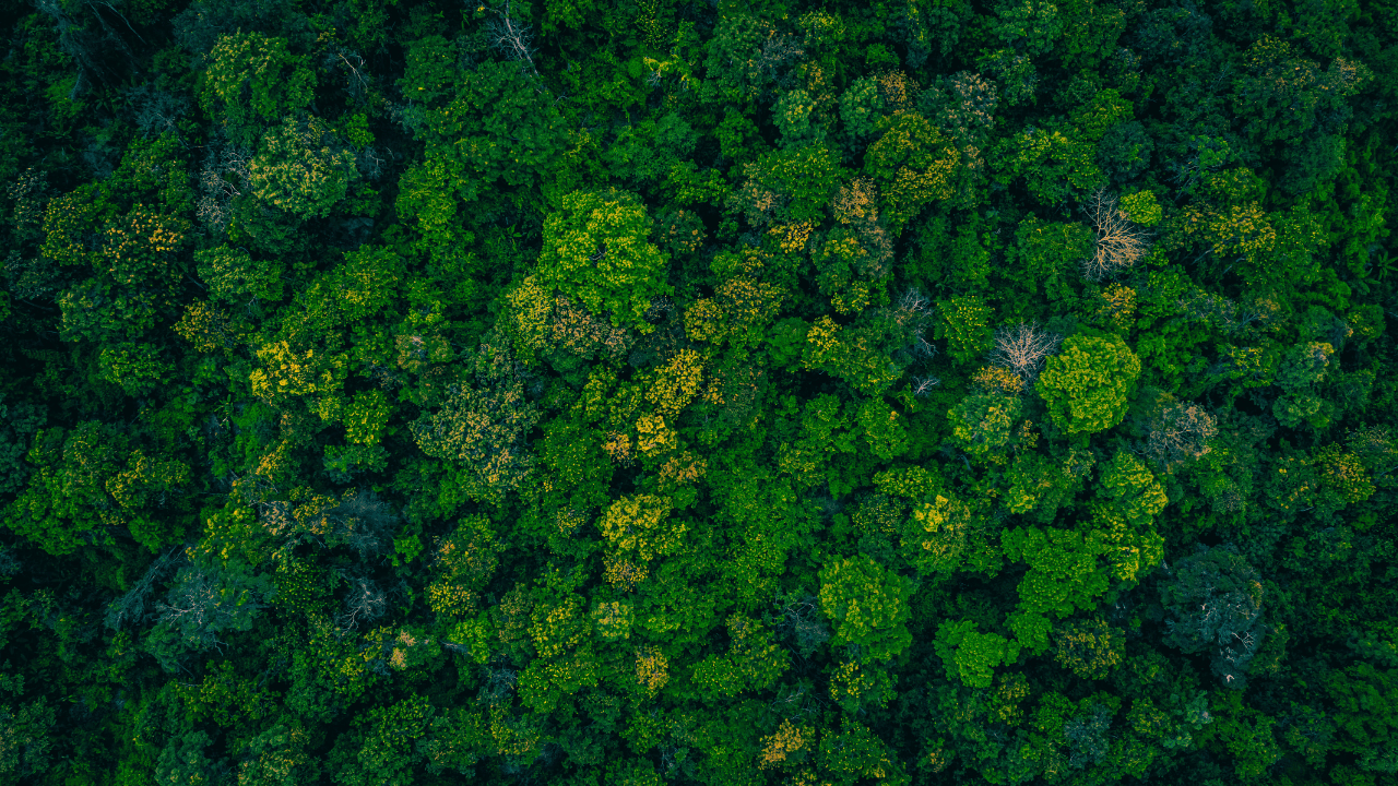 forest animal